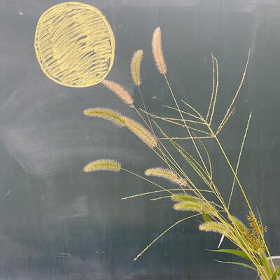 戸塚南小学校にはすすきがなかったので、ねこじゃらしを飾ってみました。